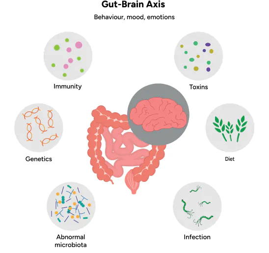 gut-brain axis