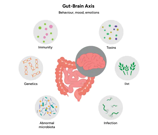 gut-brain axis