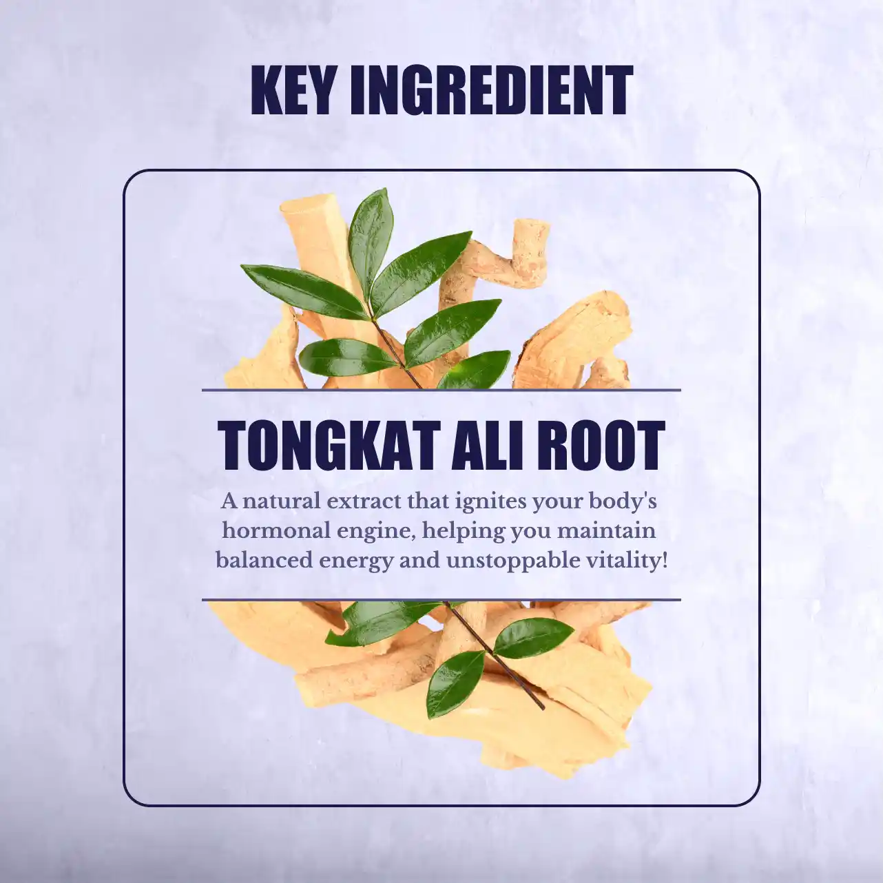 Tongkat Ali
